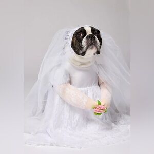 Urban Outfitters Bride Pet Costume for Dog/Cat  size M